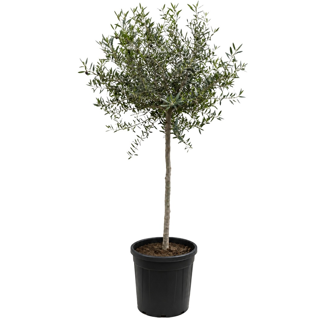ONC10 - Olea Europaea Natural en Contenedor