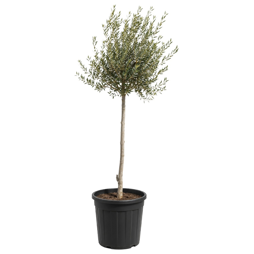 ONC10A - Olea Europaea Natural en Contenedor Alto