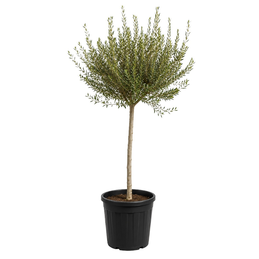 ONC12 - Olea Europaea Natural en Contenedor