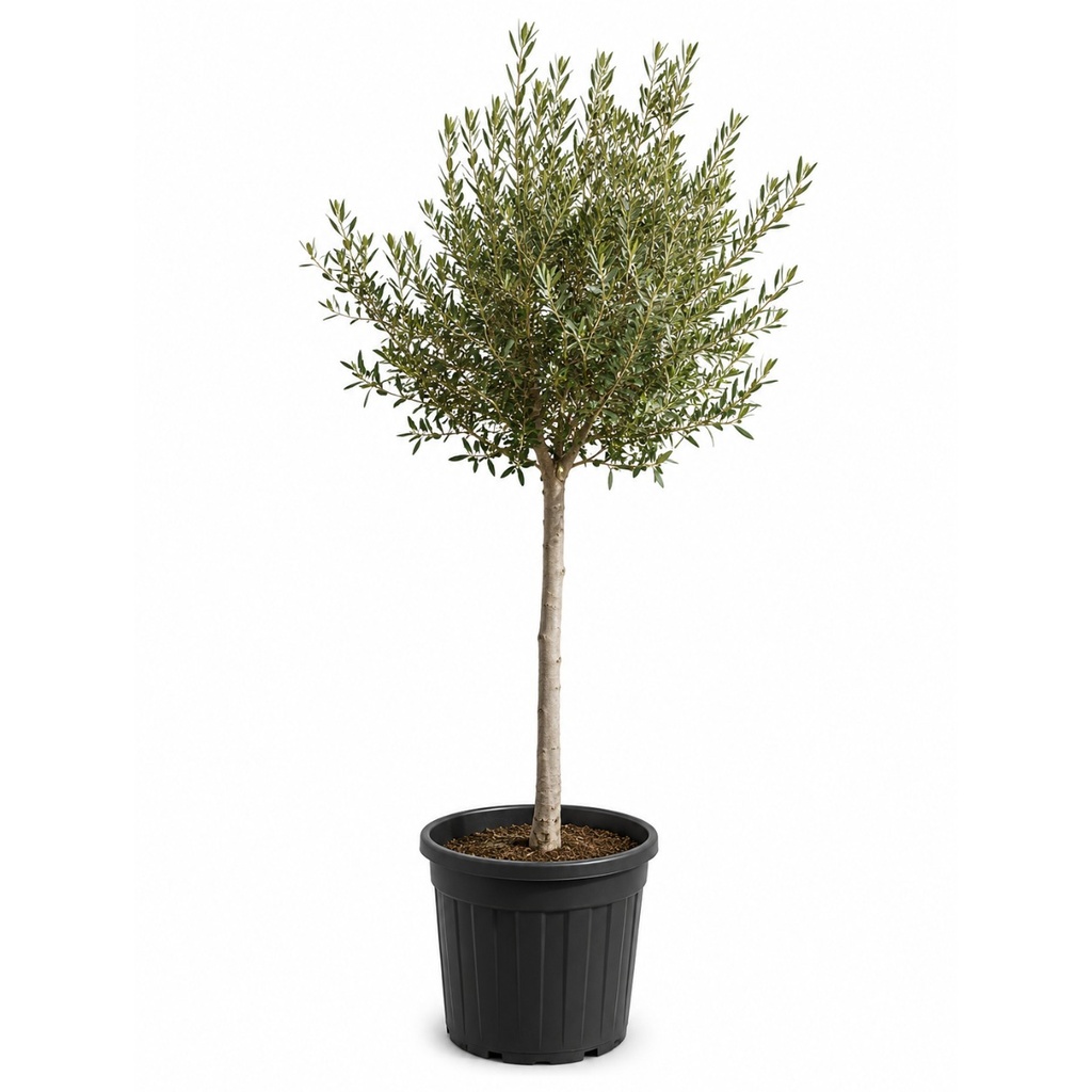 [ONC14] ONC14 - Olea Europaea