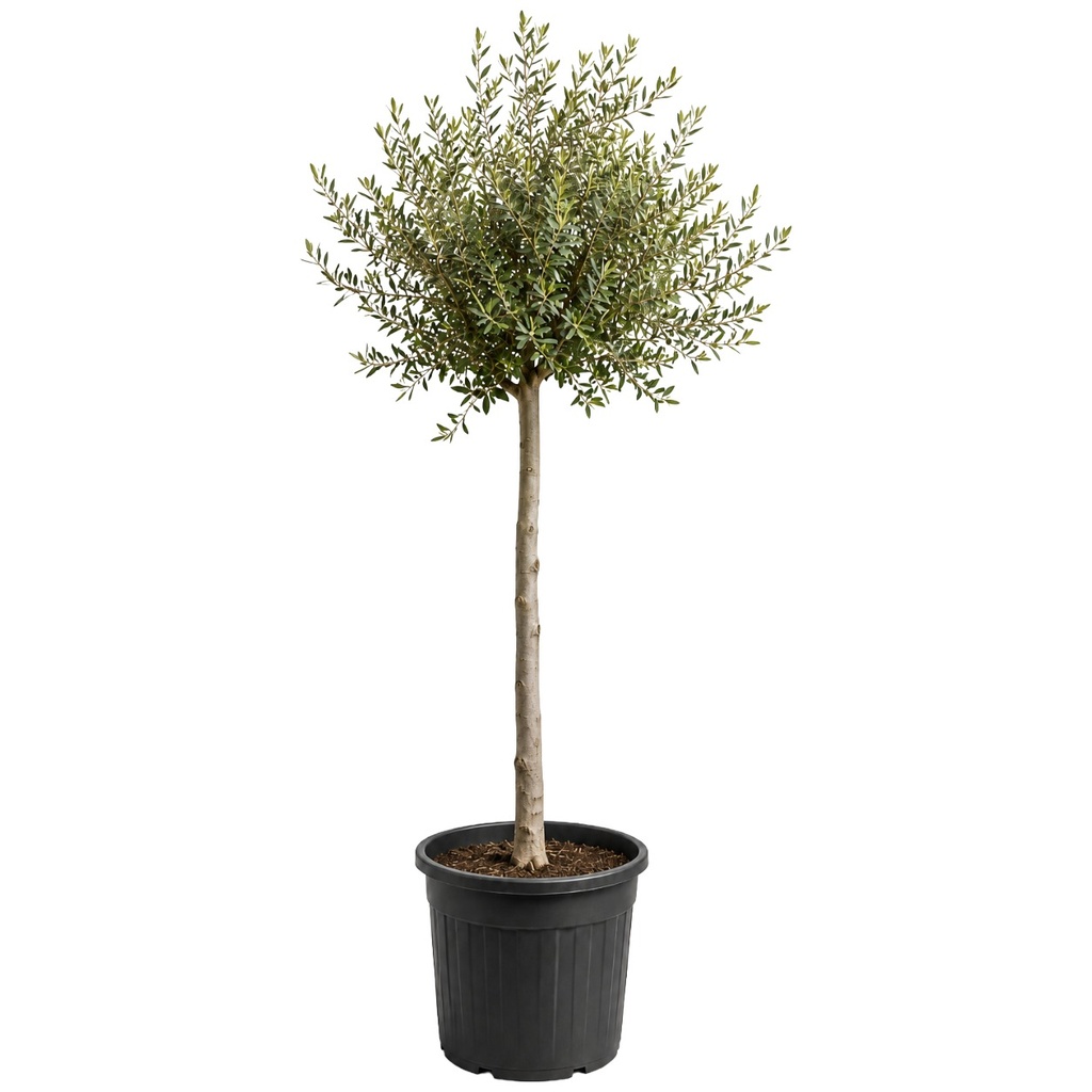 ONC14A - Olea Europaea Natural en Contenedor Alto