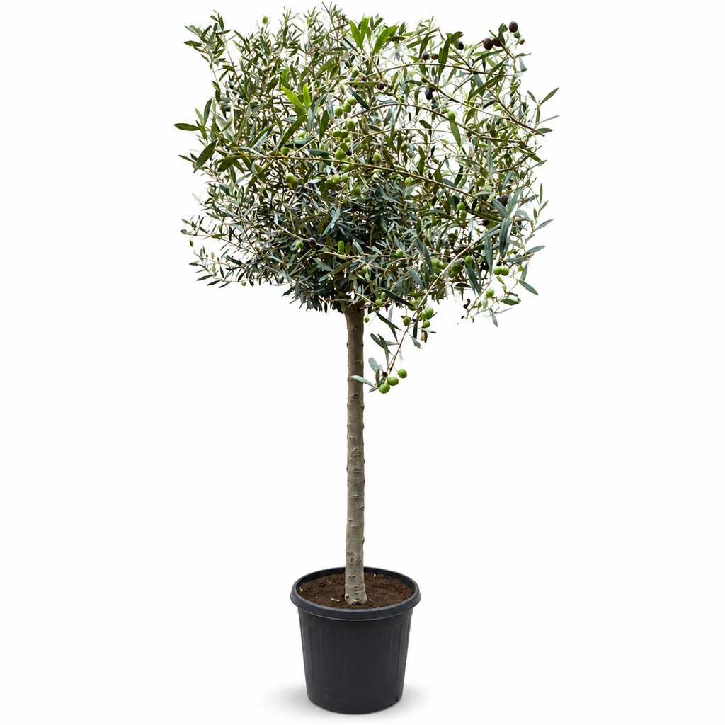 [ONC16] ONC16 - Olea Europaea