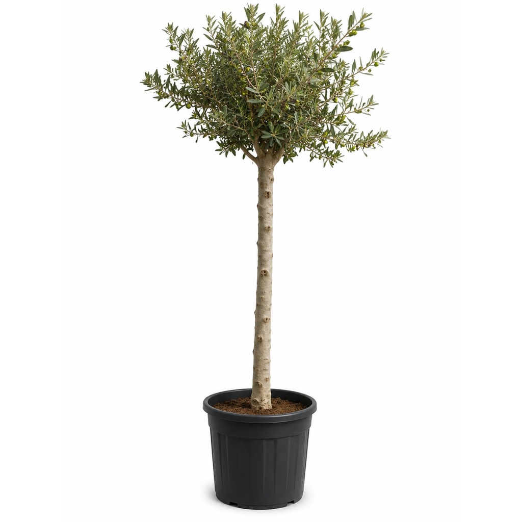 ONC18 - Olea Europaea Natural en Contenedor
