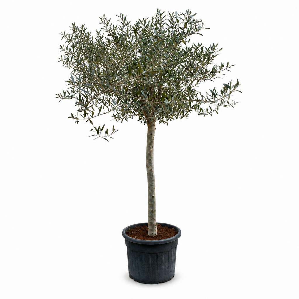 ONC20 - Olea Europaea