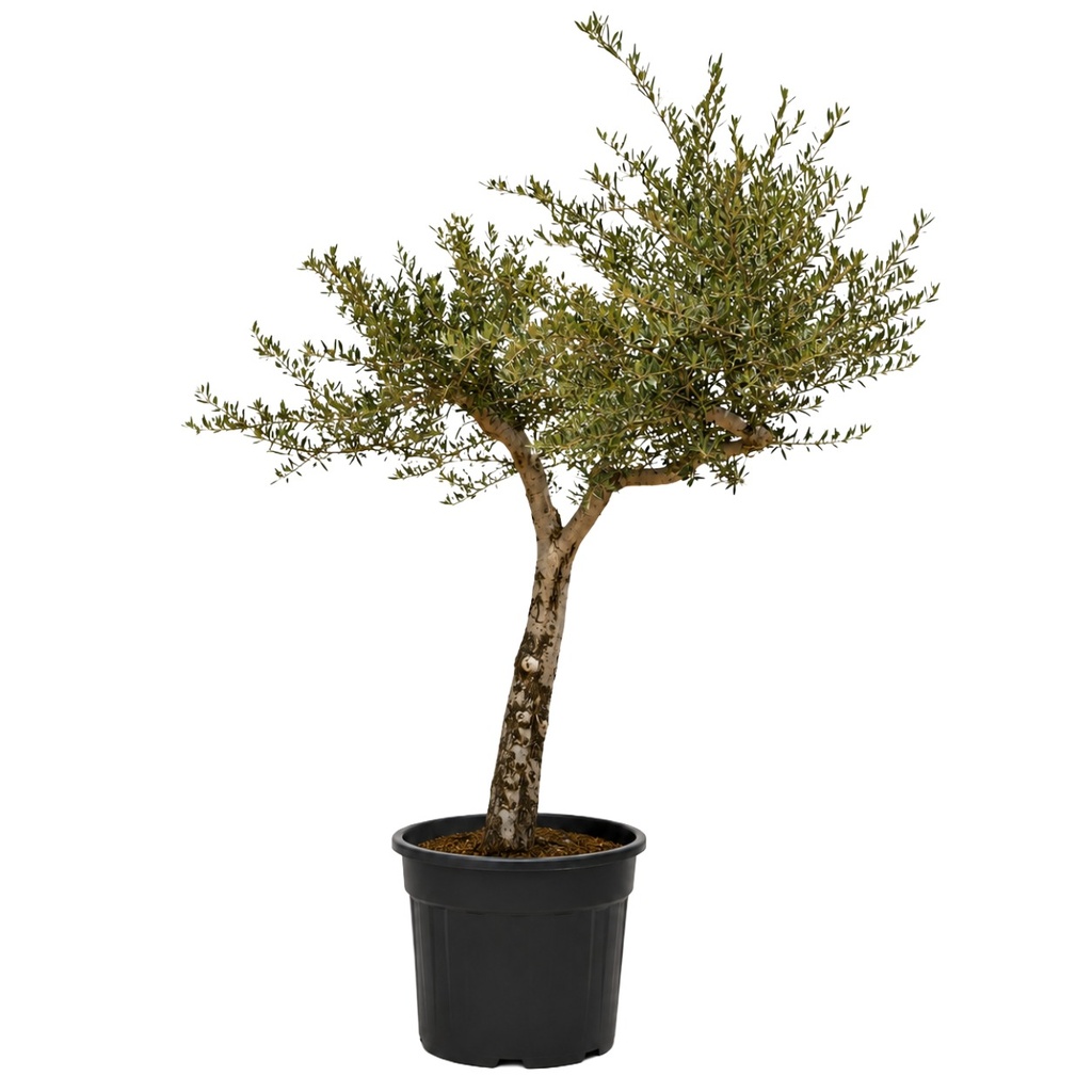 ONC30 - Olea Europaea Natural en Contenedor