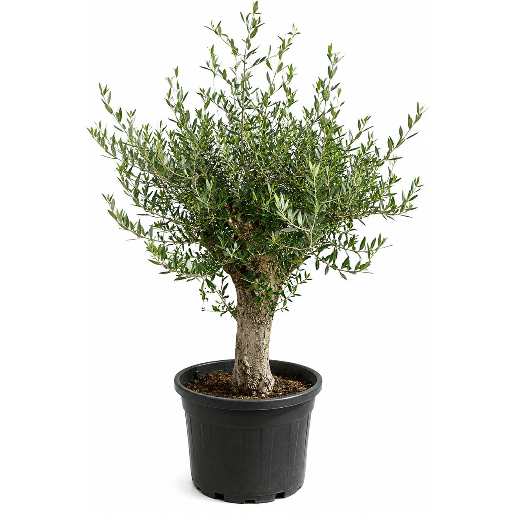 [ONC30P] ONC30P - Olea Europaea cultivo intensivo