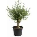 ONC30P - Olea Europaea cultivo intensivo