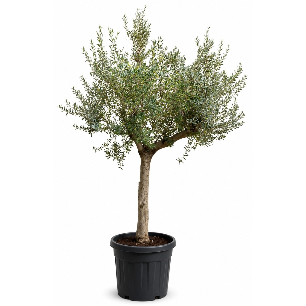 ONC40 - Olea Europaea Natural en Contenedor