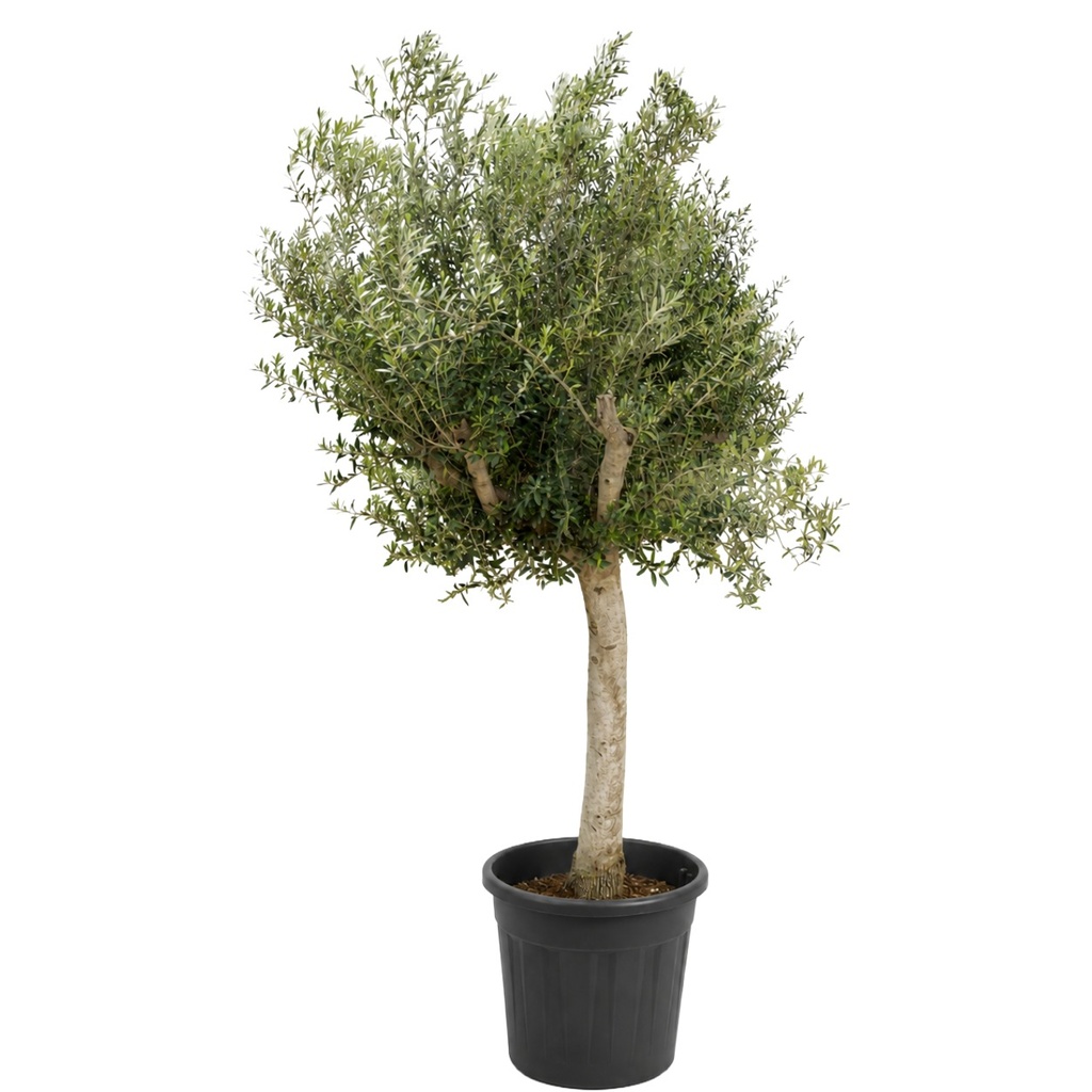 [ONC40J] ONC40J - Olea Europaea Tronco piel lisa