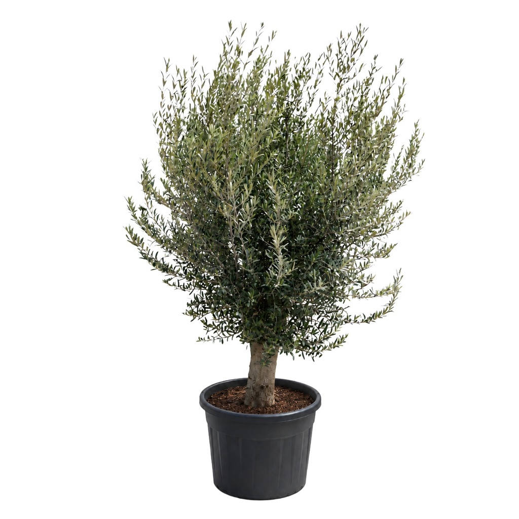 [ONC40P] ONC40P - Olea Europaea cultivo intensivo