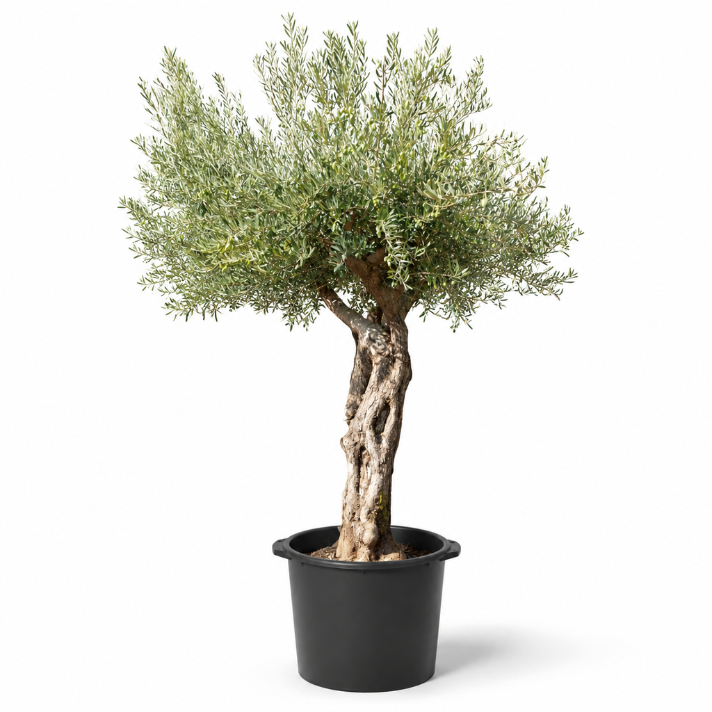 ONC50 - Olea Europaea