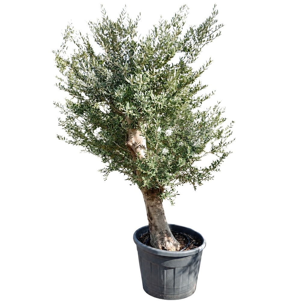 [ONC50J] ONC50J - Olea Europaea Tronco piel lisa