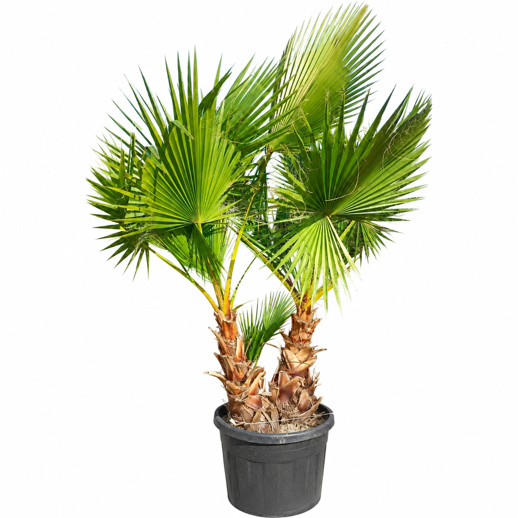 [WHD30] WHD30 - Washingtonia Robusta Tronco Doble
