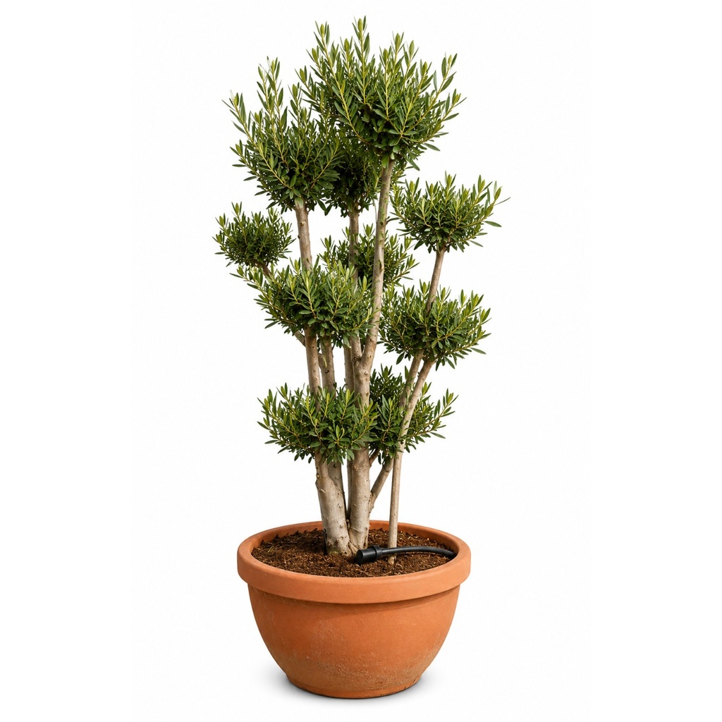 [OFPT23] OFPT23 - Olea Europaea Pompón platos Terrina