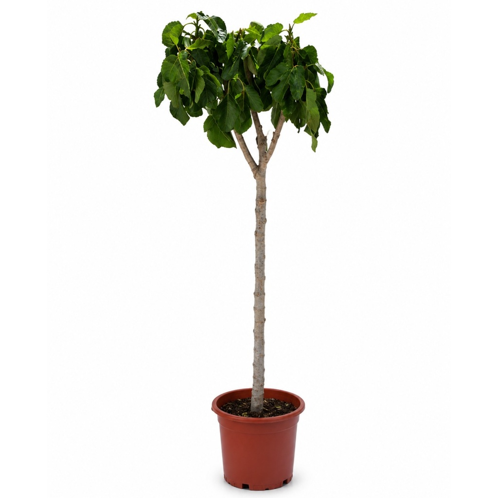 [FC10LN] FC10LN - Ficus Carica Napolitaine Negra