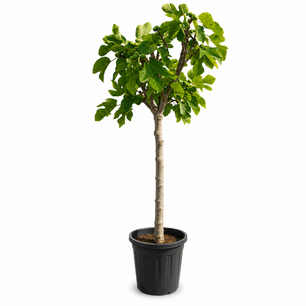[FC15LN] FC15LN - Ficus Carica Napolitaine Negra