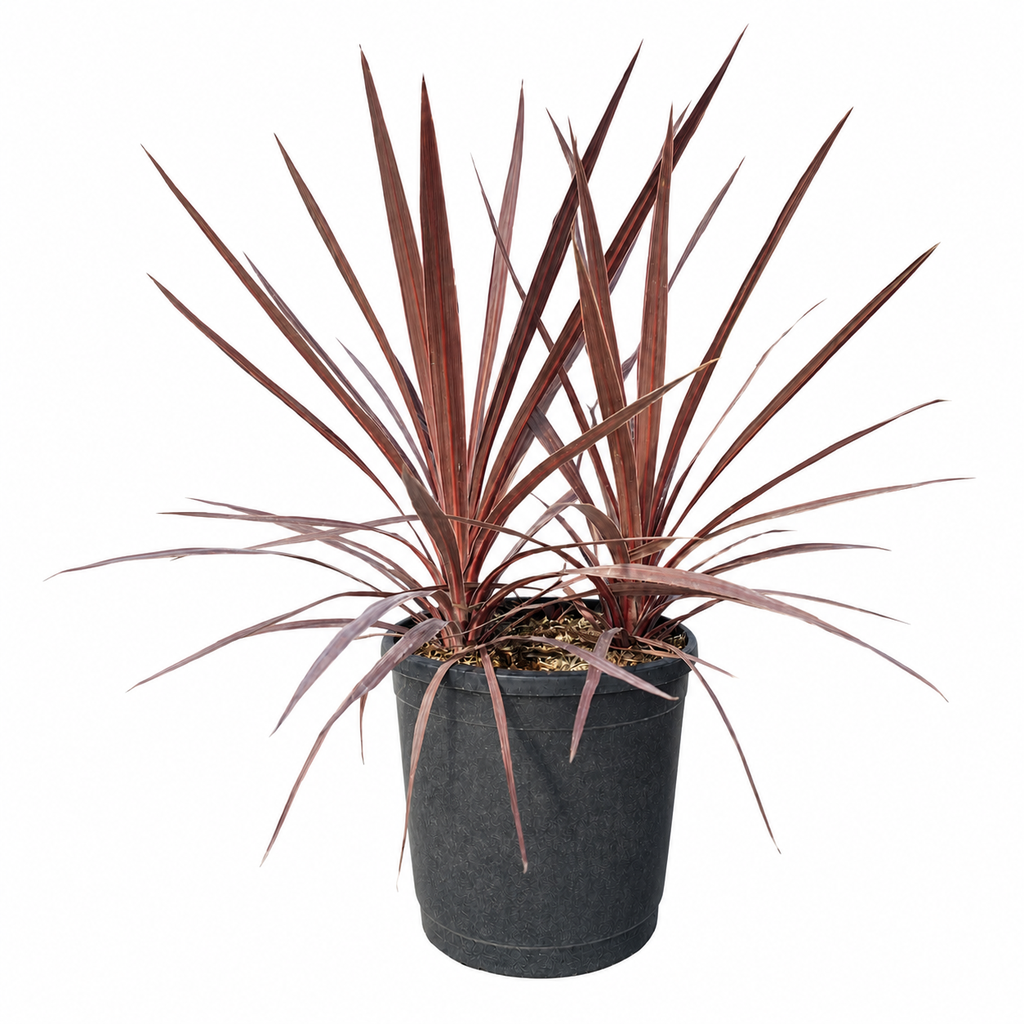 [DRAM15R] DRAM15R - Dracaena Red Star Roja